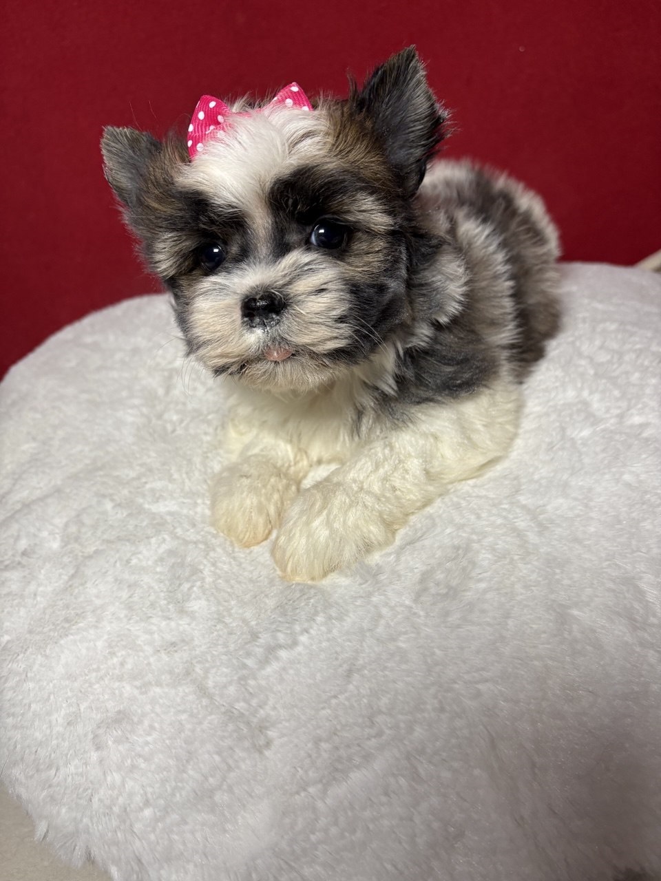 Щенок Бивер Йорка