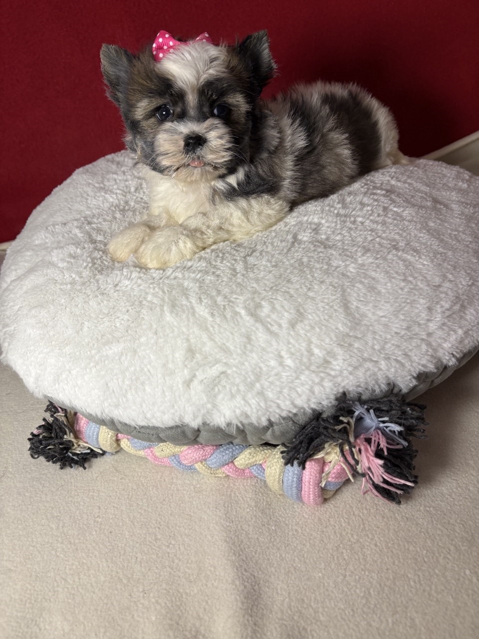 Девочка бивер