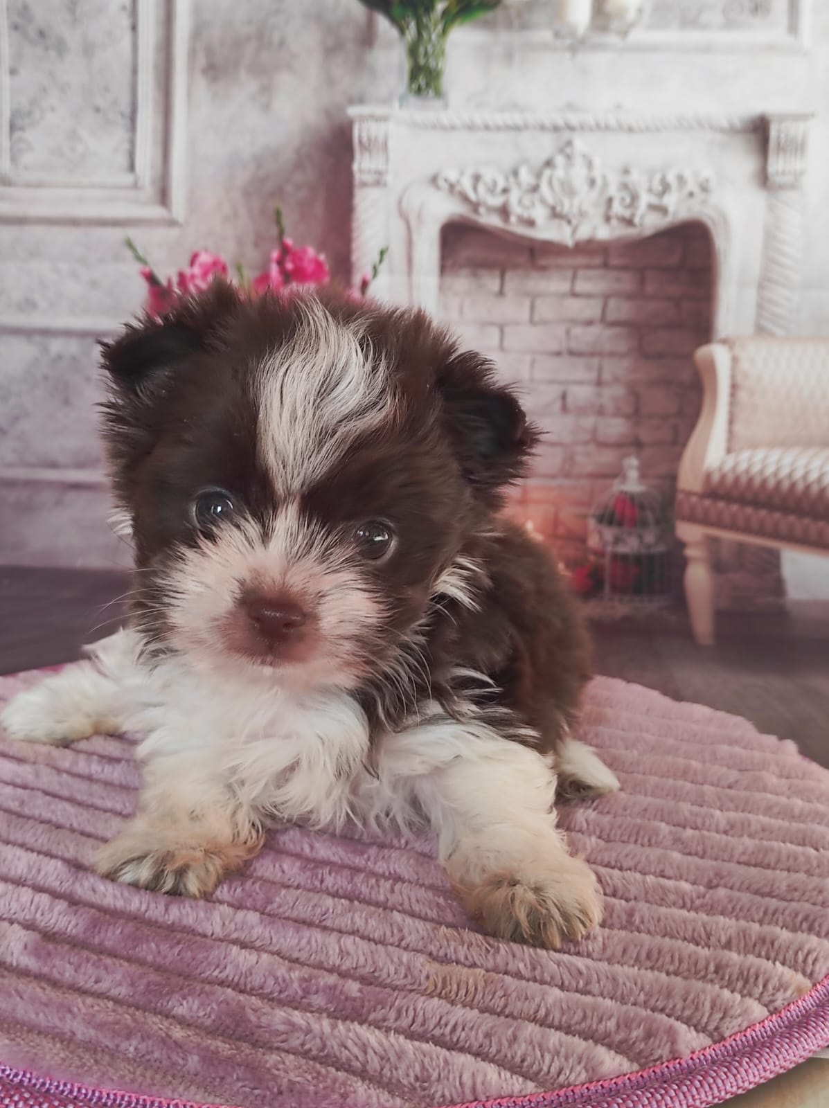 купить щенка Бивер терьера