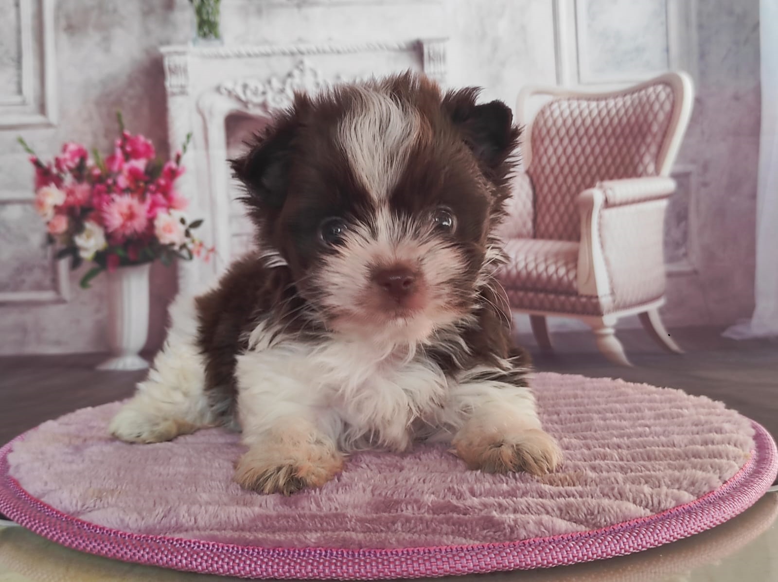 купить щенка Бивер терьера