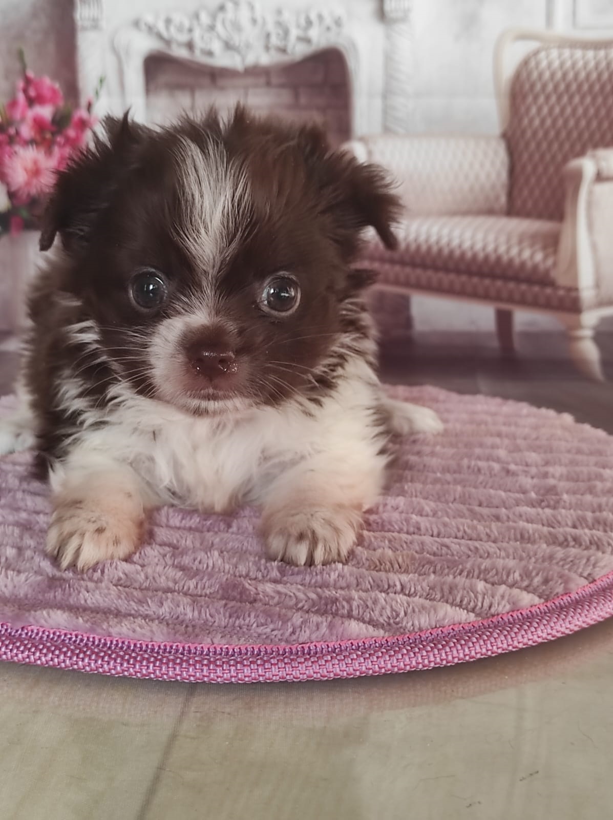 купить щенка Бивер терьера