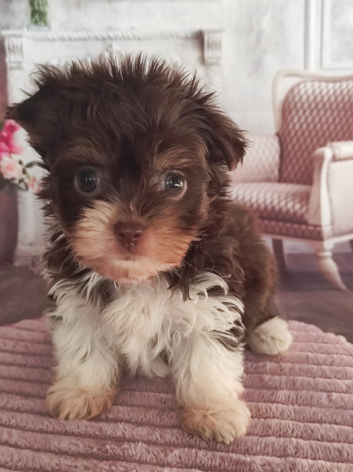 купить щенка Бивер терьера