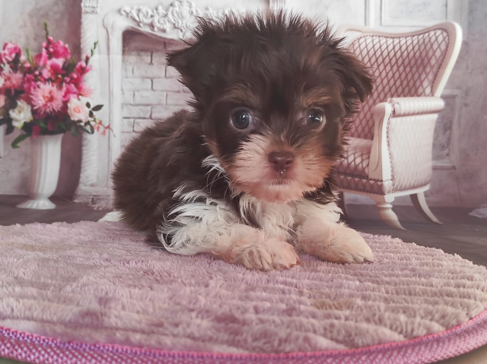 купить щенка Бивер терьера