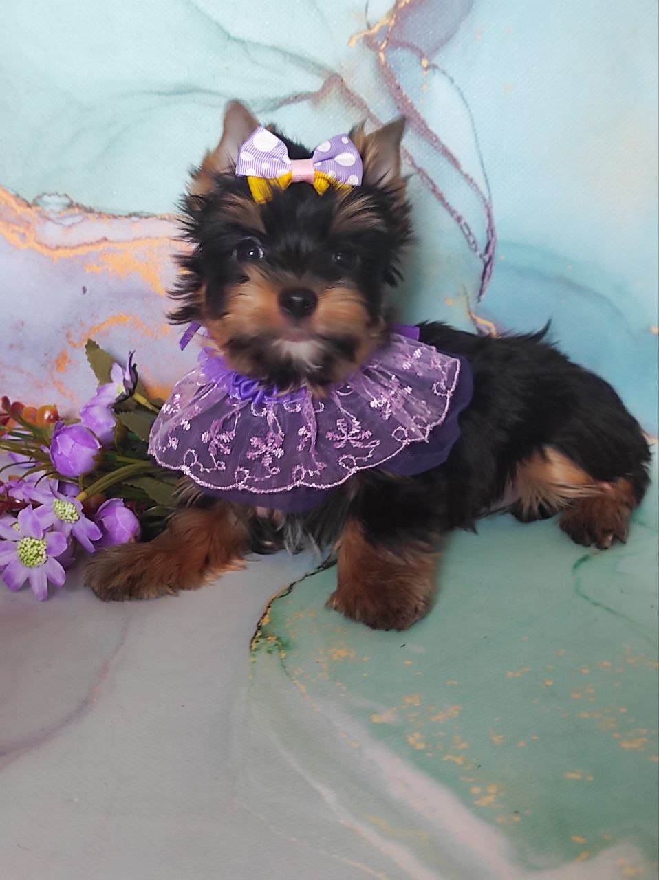 Йоркширский Черный терьер