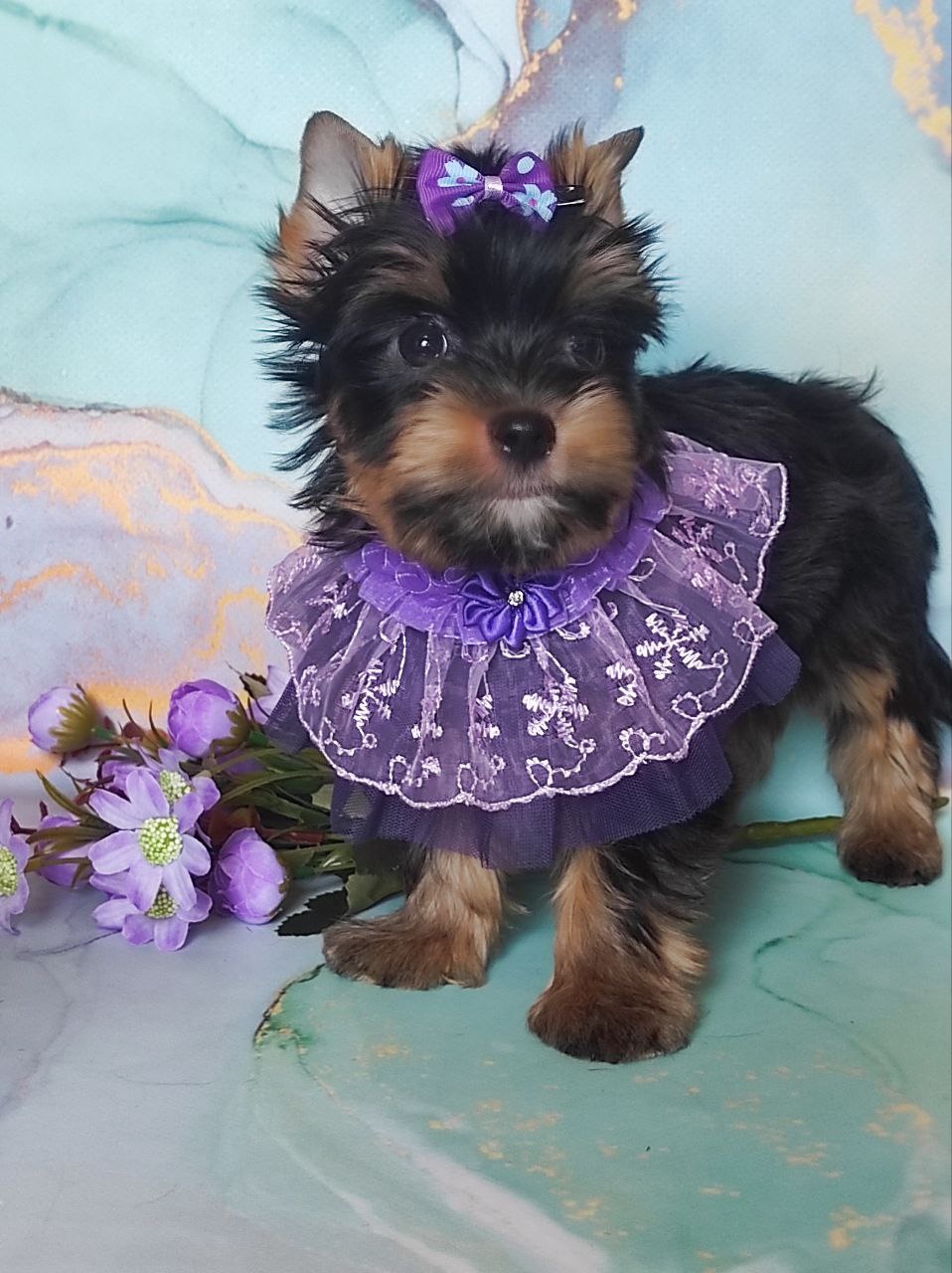 купить щенка Черного терьера