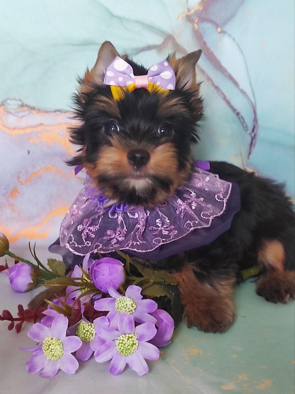 Черный Йорк