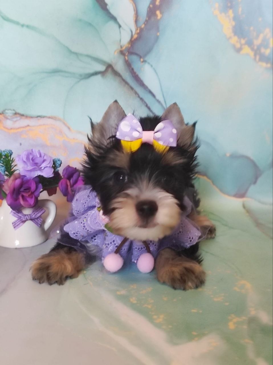 Йоркширский Черный терьер