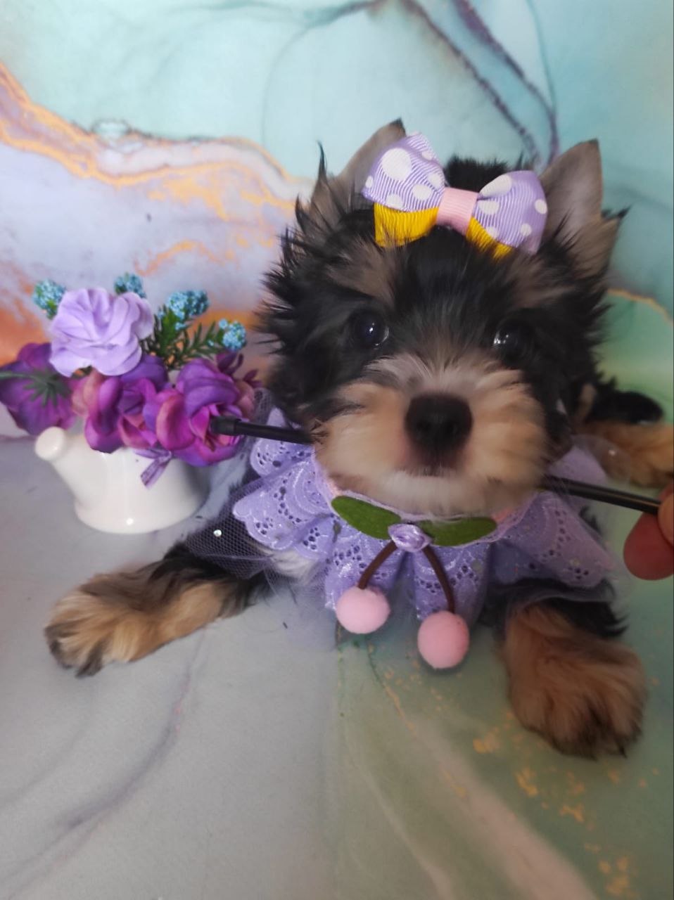 купить щенка Черного терьера