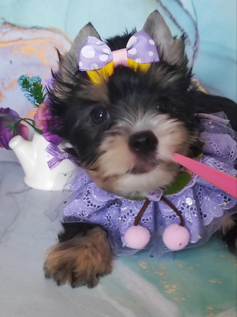 Черный Йорк