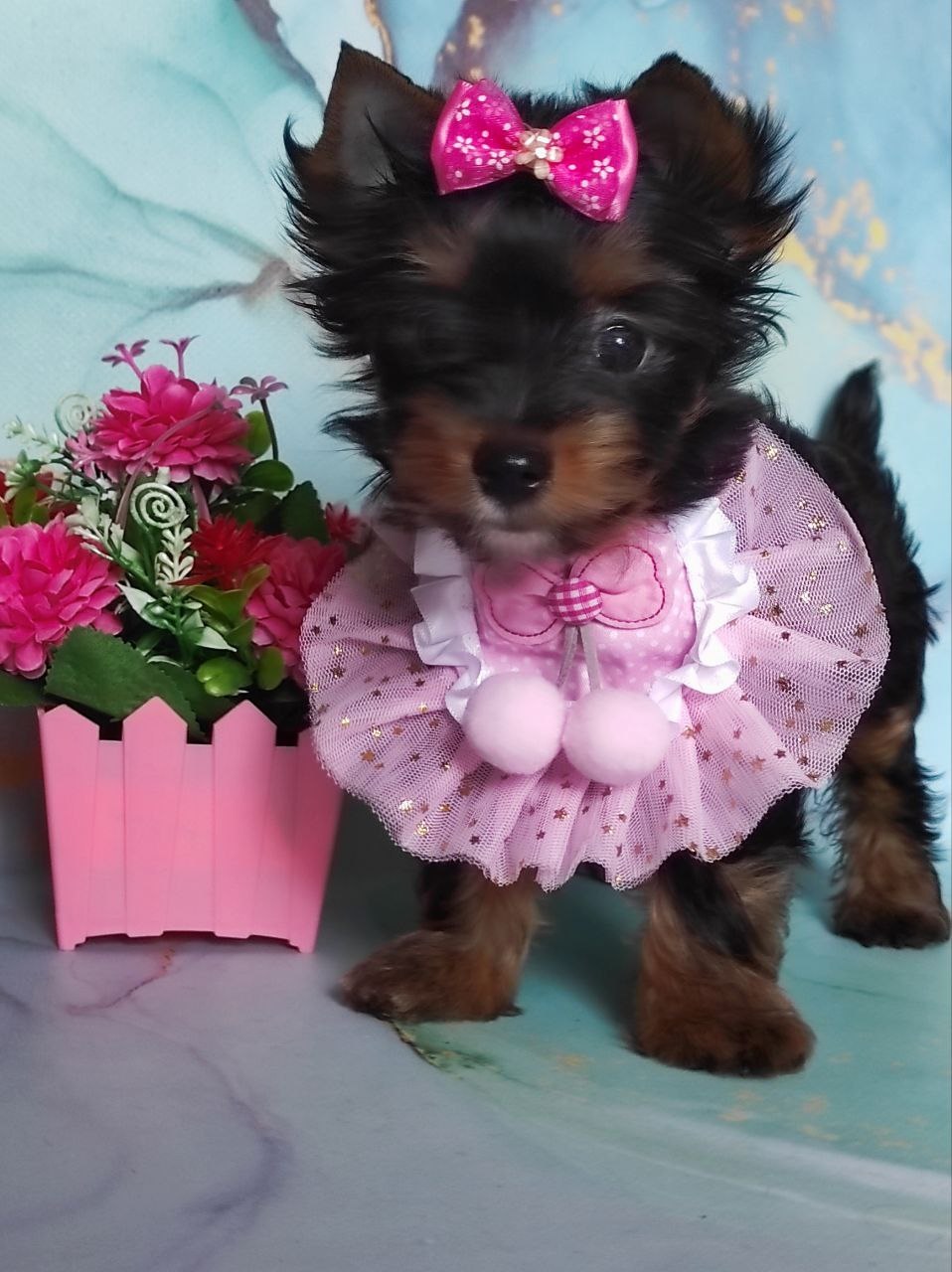 щенки Йоркширского терьера