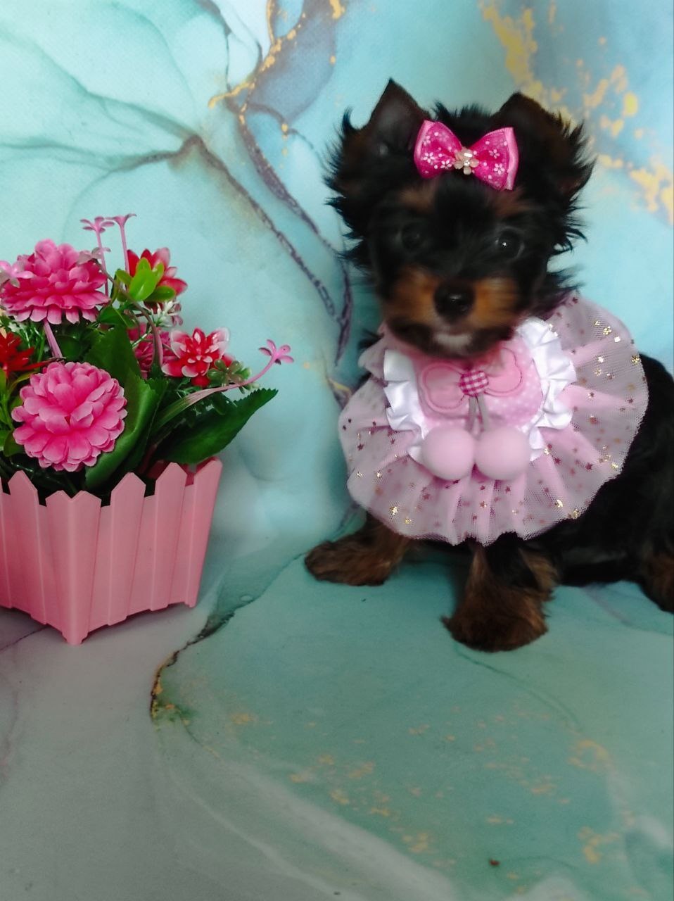 щенки Йоркширского терьера