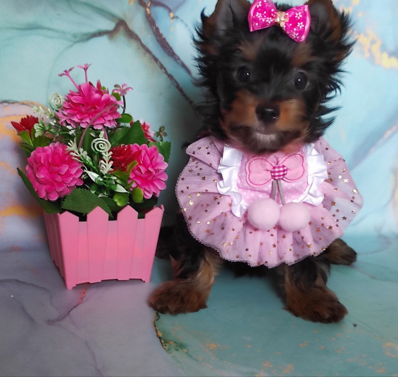 щенки Йоркширского терьера