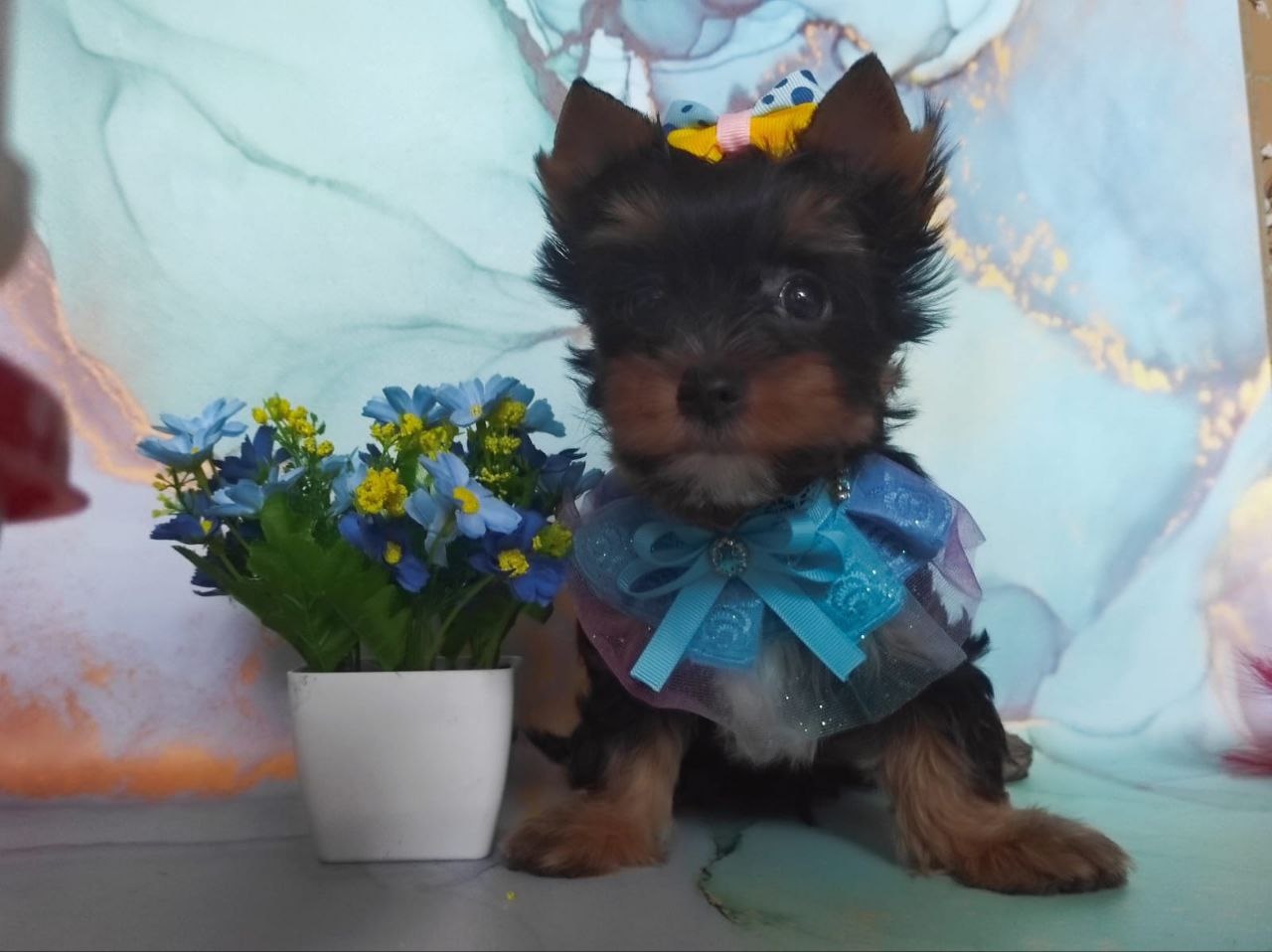 Йоркширский Черный терьер