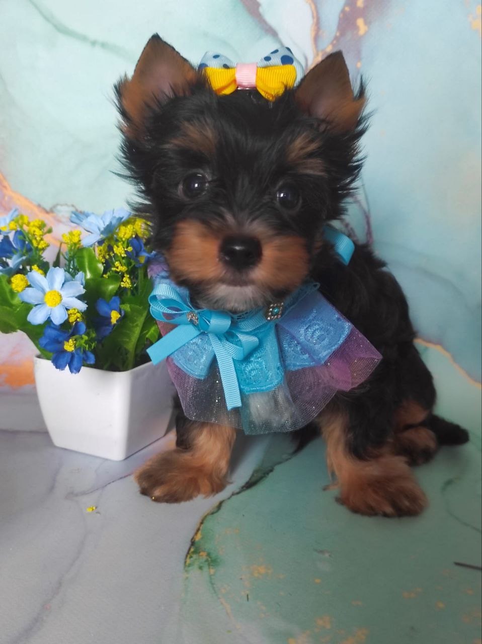 купить щенка Черного терьера