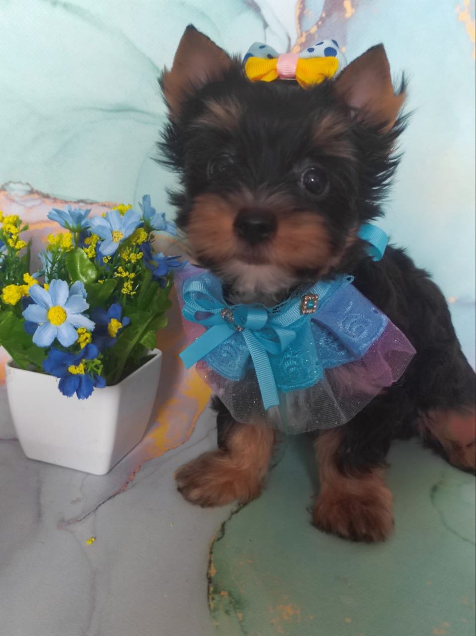 Черный Йорк