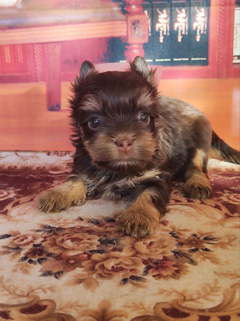 Йоркширский Черный терьер