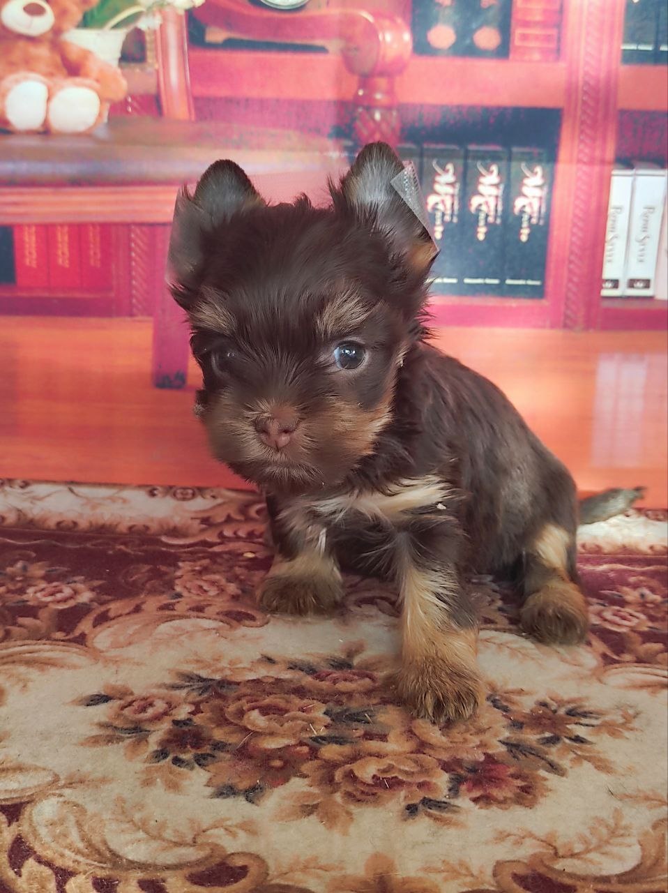 купить щенка Черного терьера