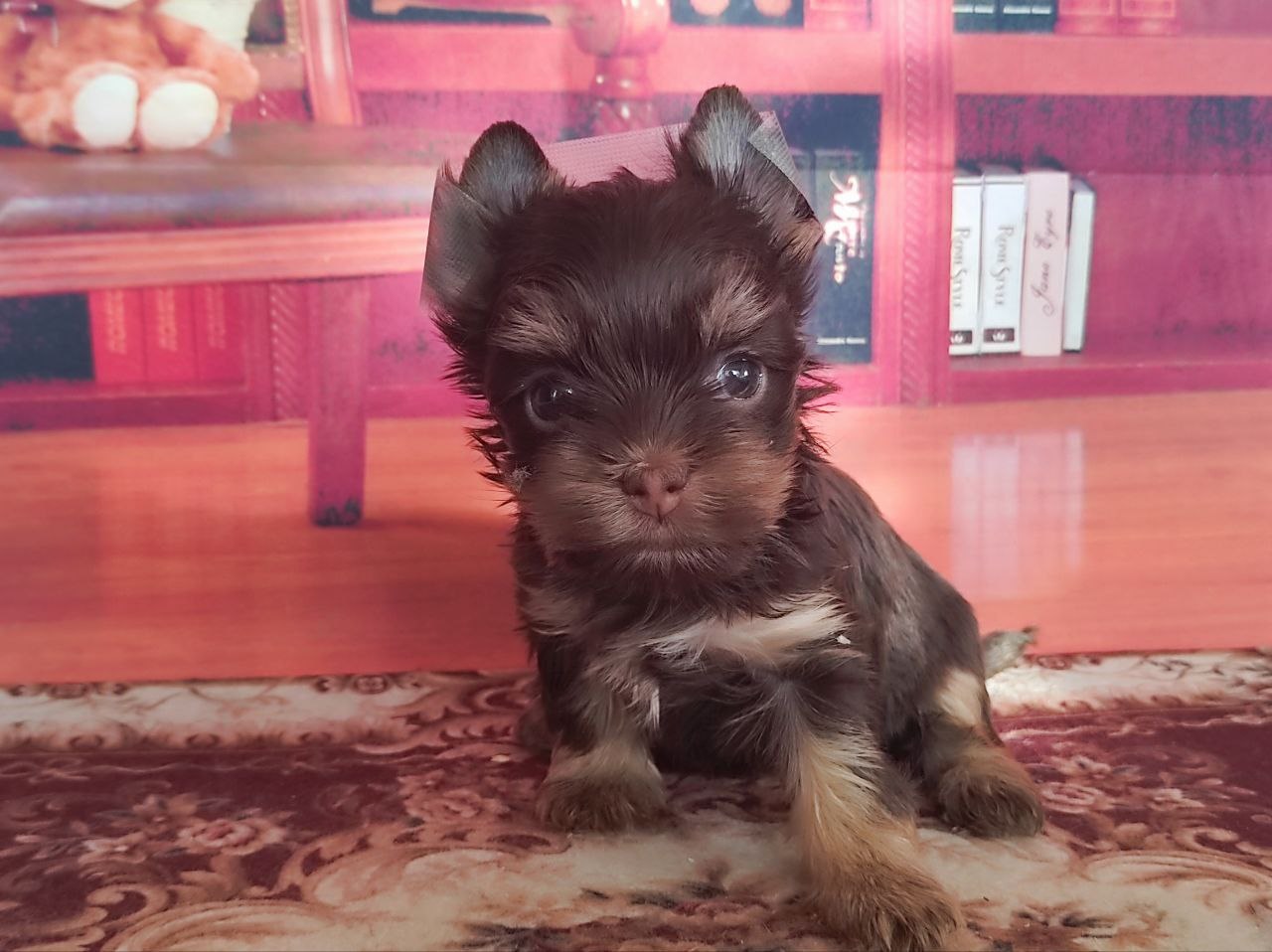 Черный Йорк