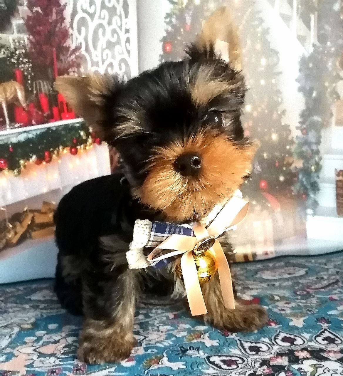 Щенок Йоркширского терьера