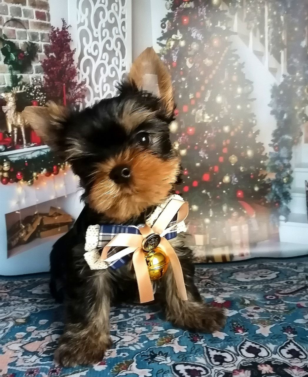 Щенок Йоркширского терьера