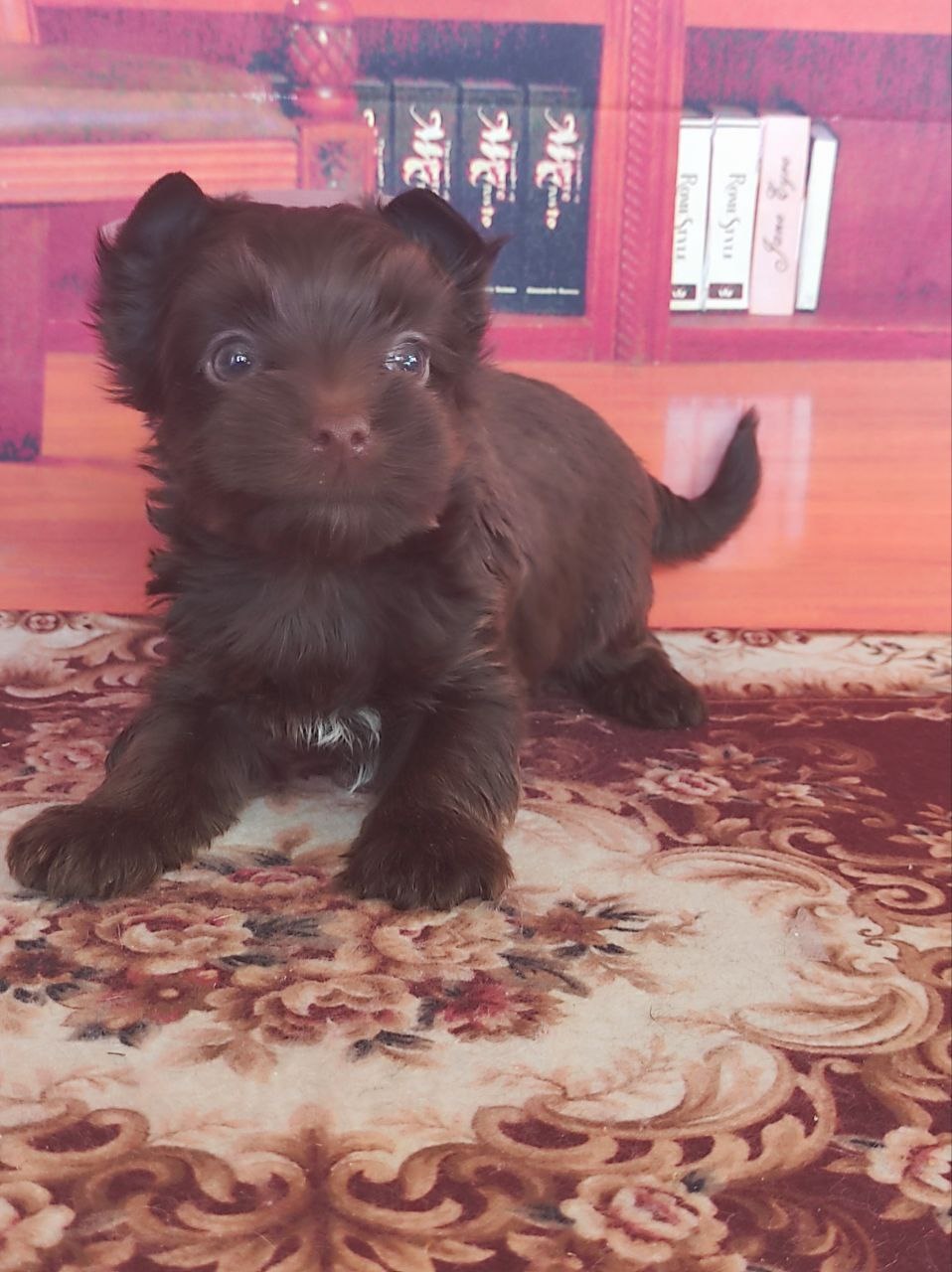 Йоркширский Черный терьер