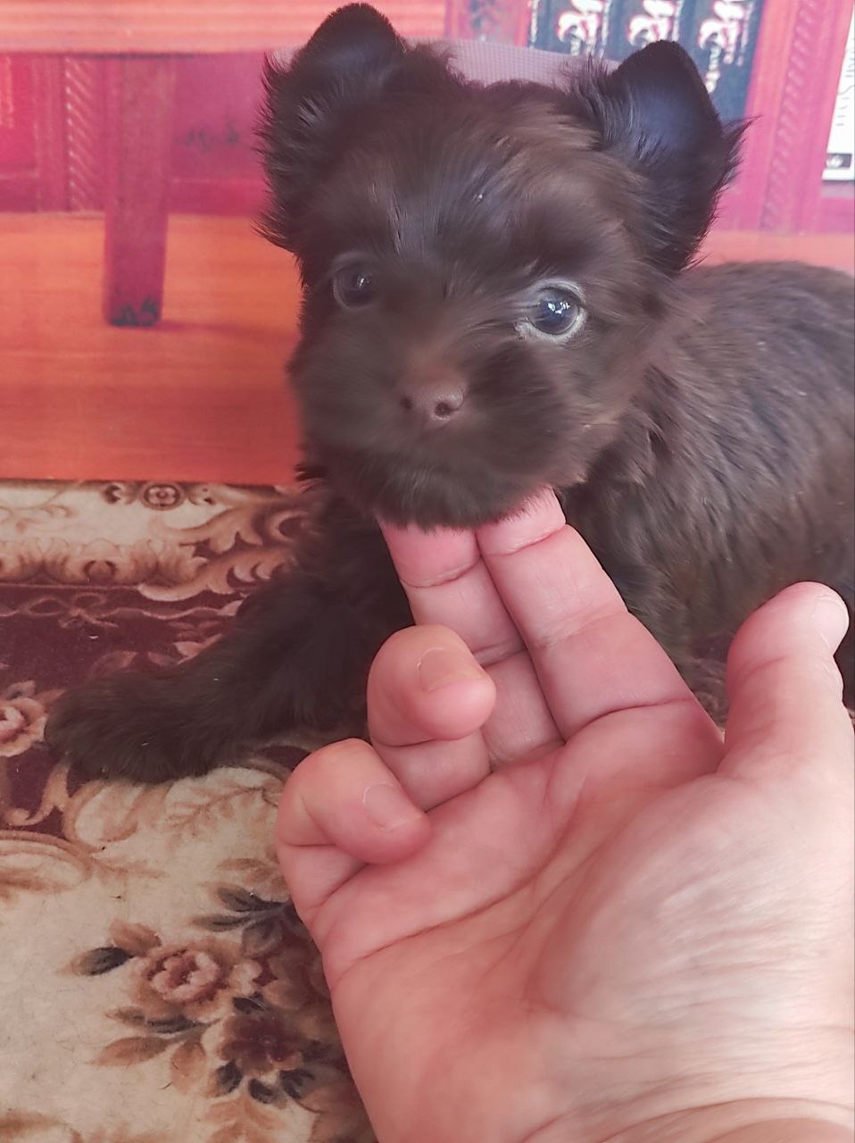 купить щенка Черного терьера