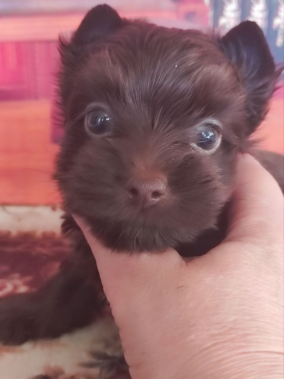 Черный Йорк