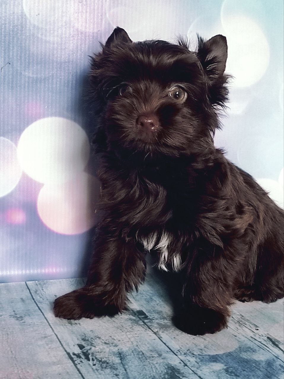 купить щенка Черного терьера