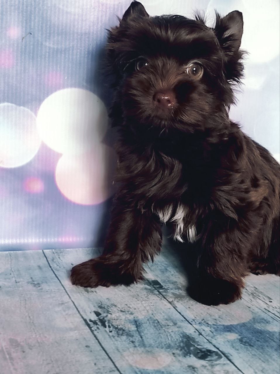 Черный Йорк