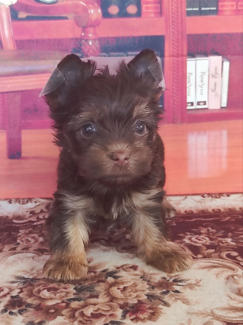 Йоркширский Черный терьер