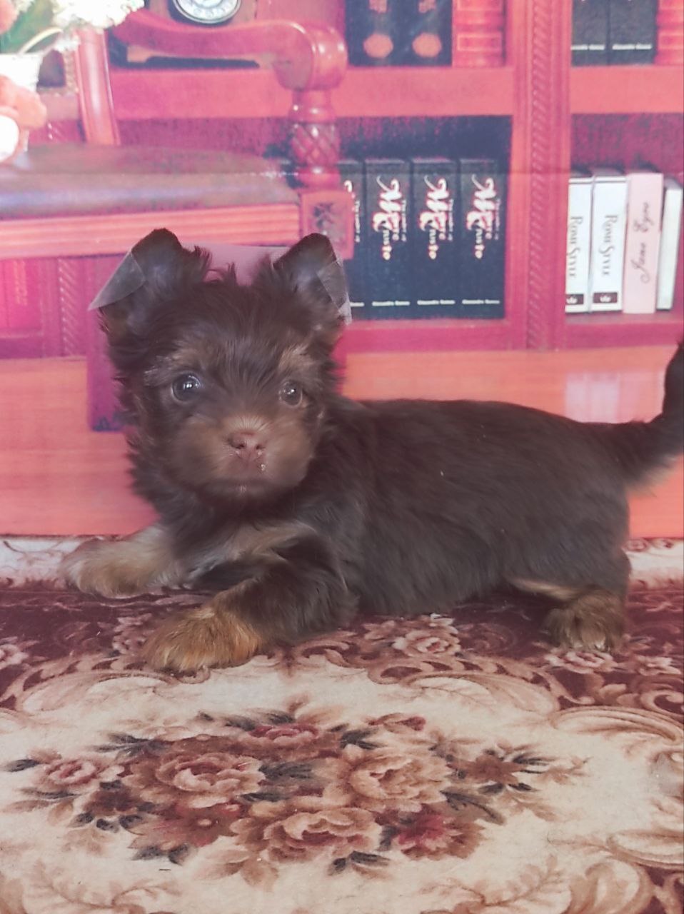 купить щенка Черного терьера