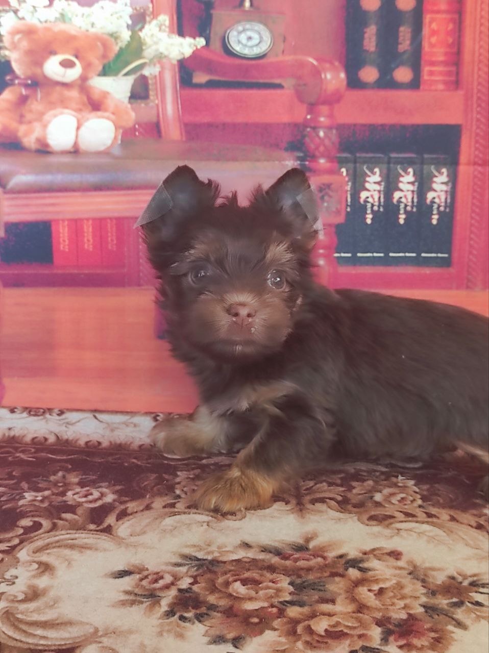 Черный Йорк