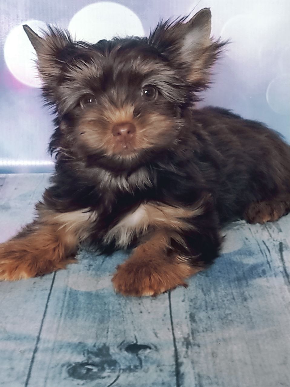 купить щенка Черного терьера