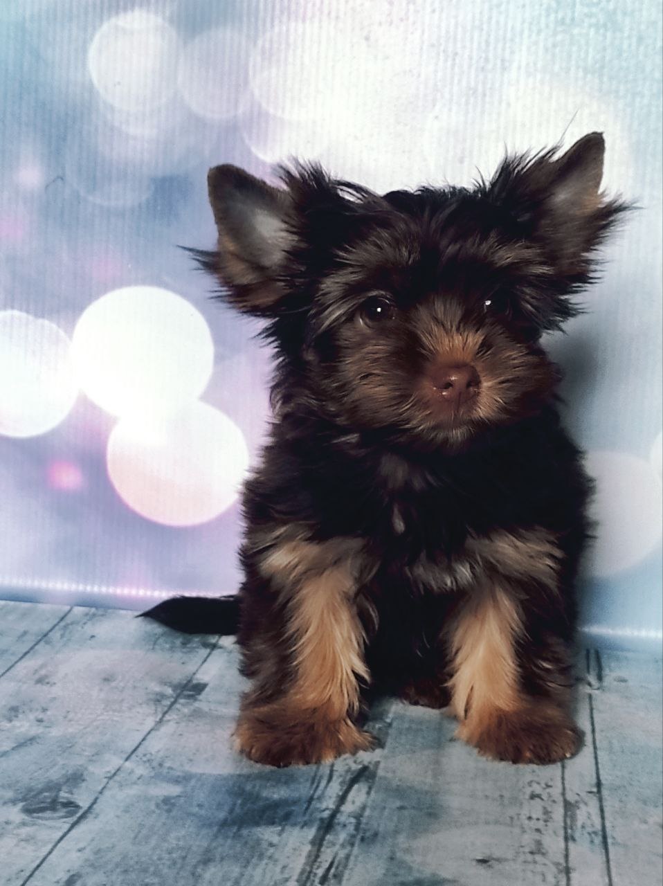 Черный Йорк