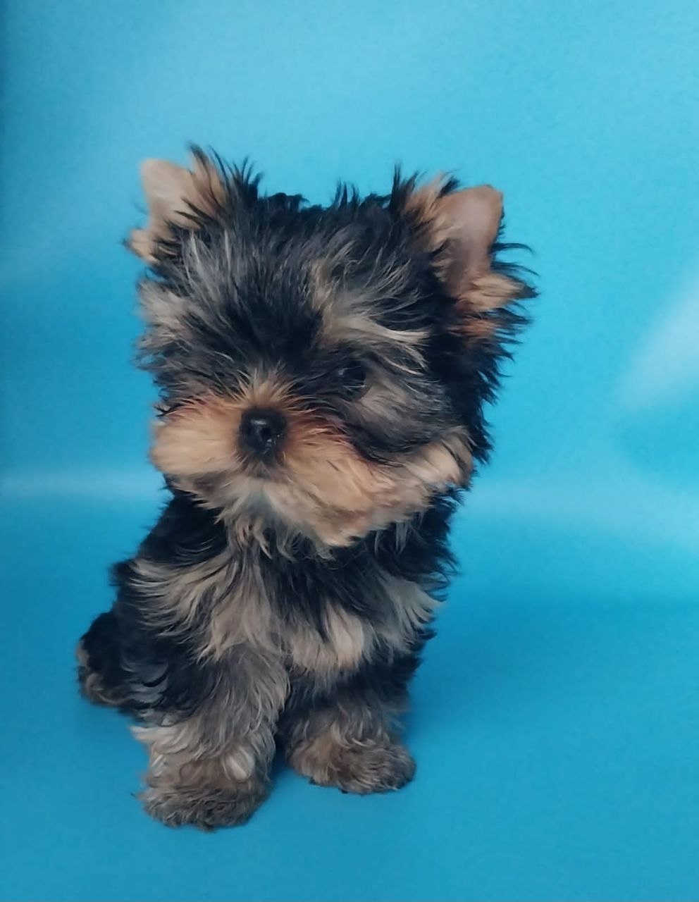 Щенок Йоркширского терьера