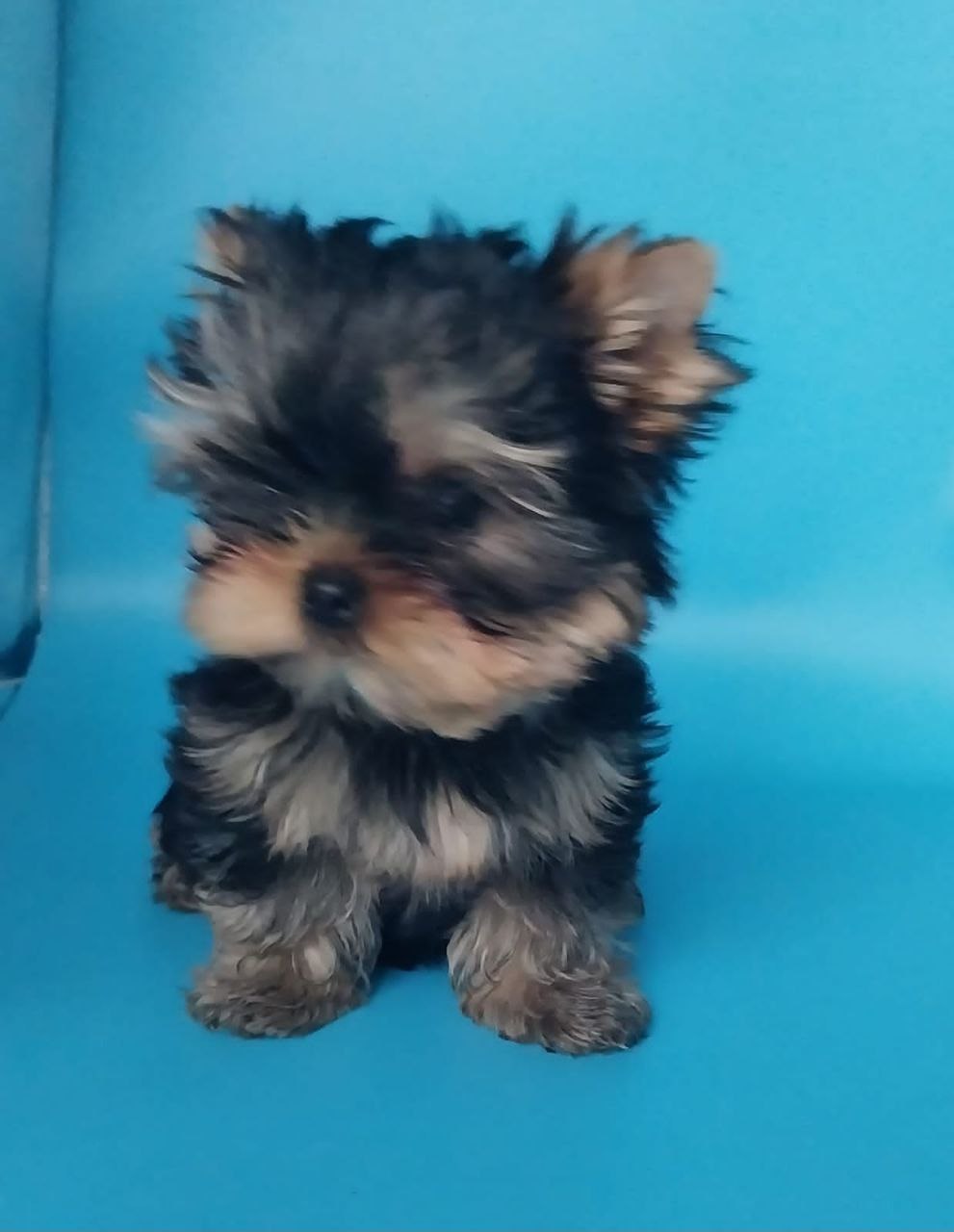 купить щенка Йоркширского терьера мини