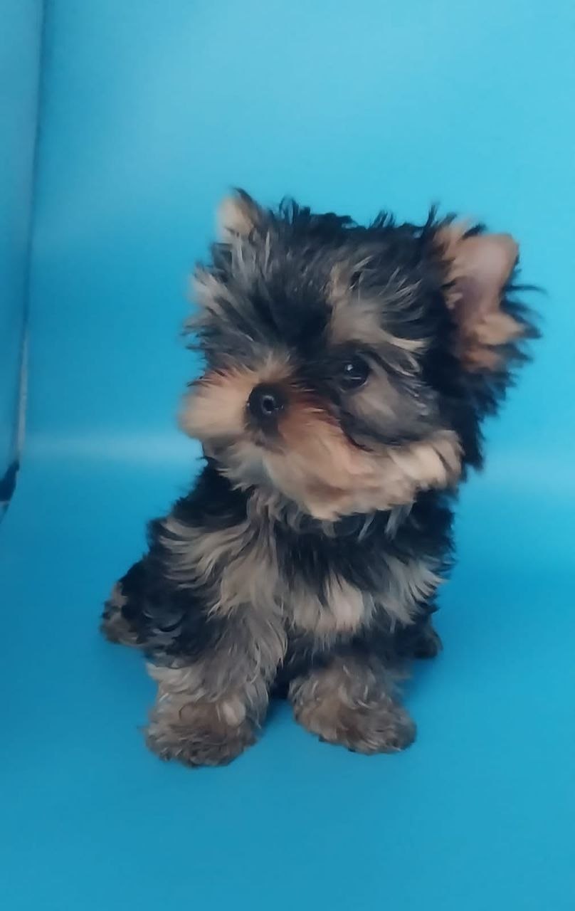 фото щенка Йоркширского терьера