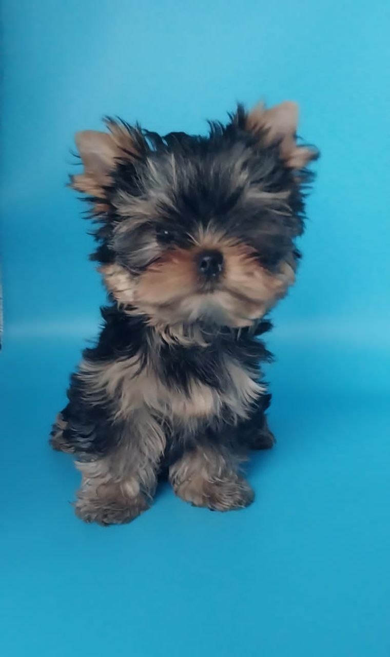 фото щенка Йоркширского терьера