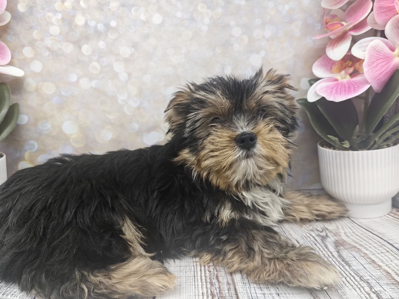 Щенок Йоркширского терьера