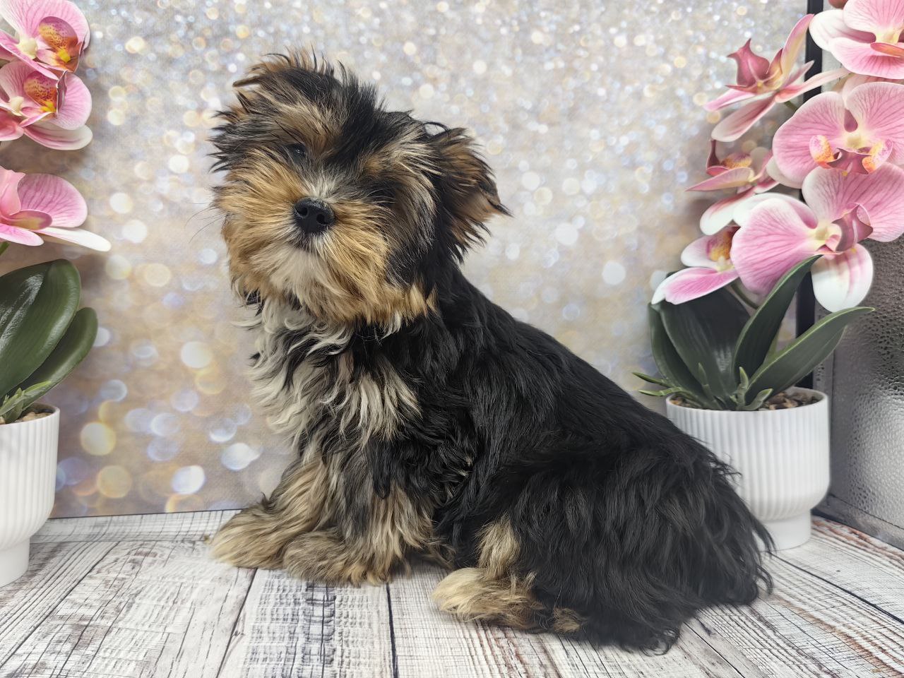 купить щенка Йоркширского терьера мини