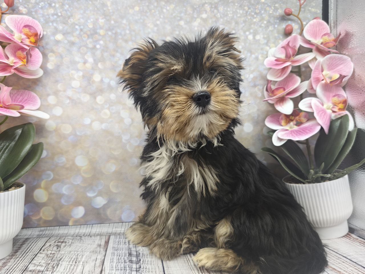 Щенок Йоркширского терьера