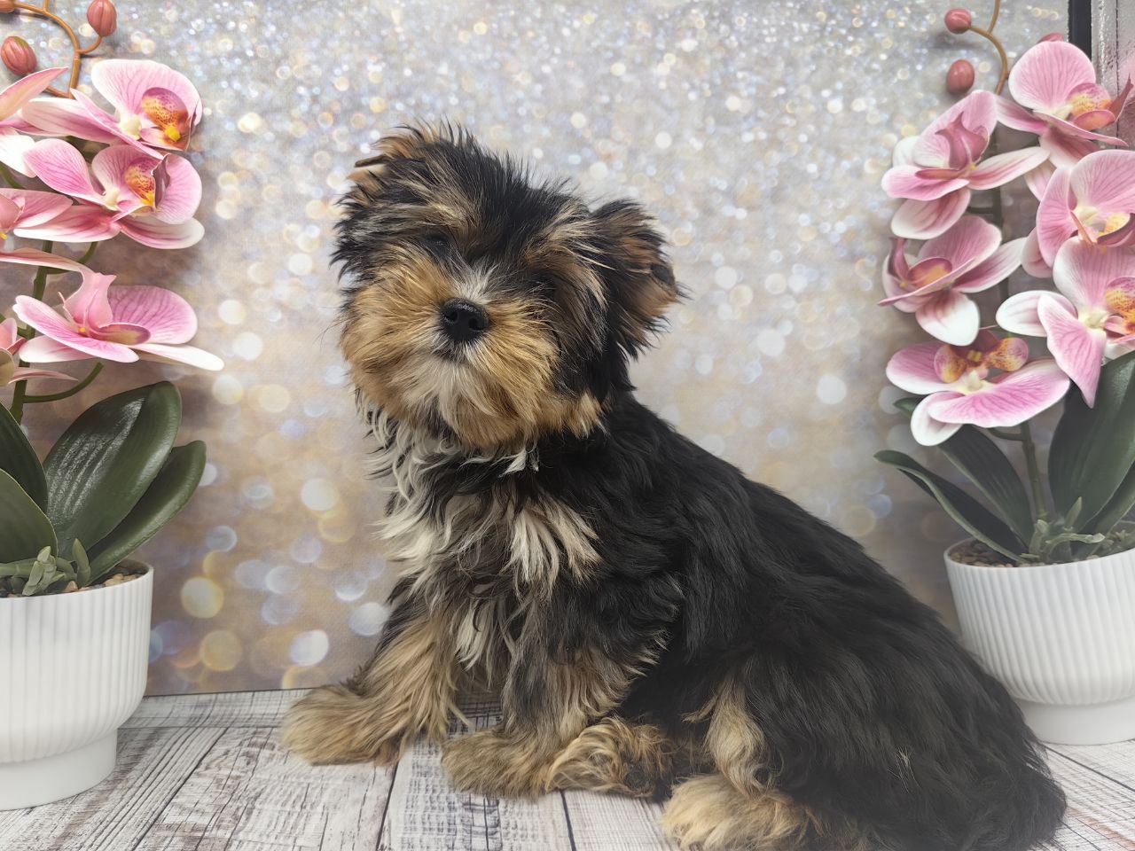 купить щенка Йоркширского терьера мини