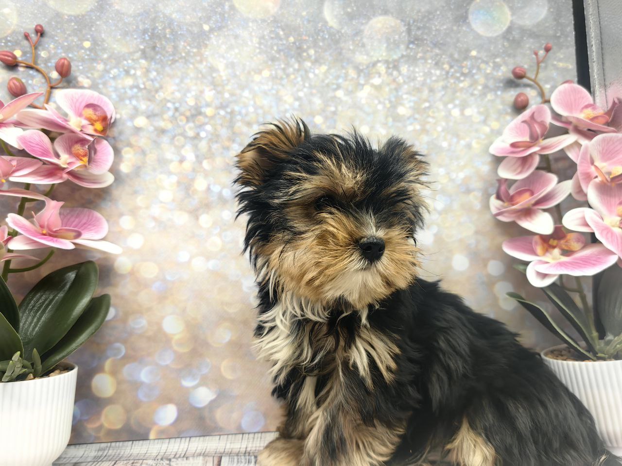 Щенок Йоркширского терьера