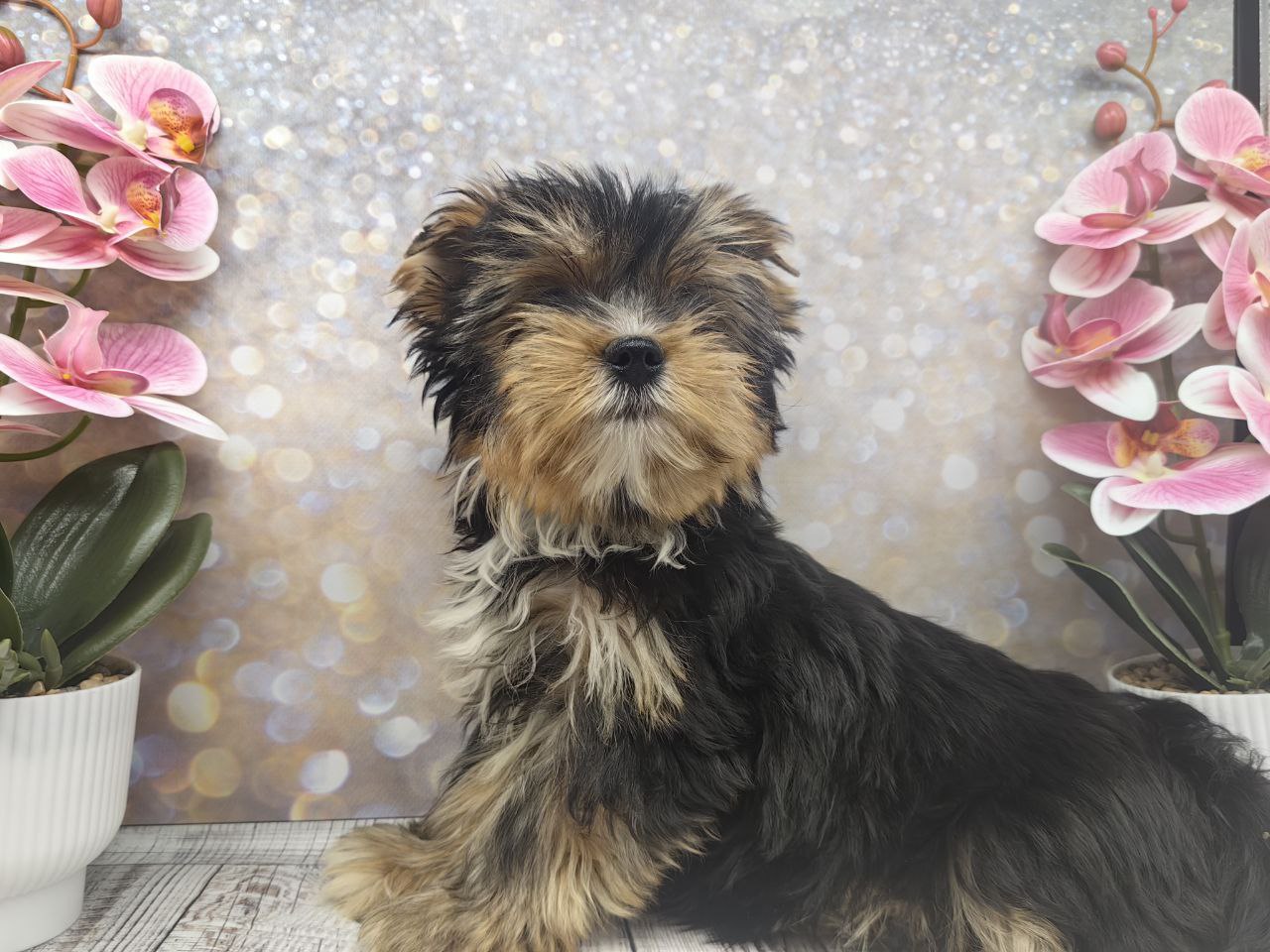 купить щенка Йоркширского терьера мини