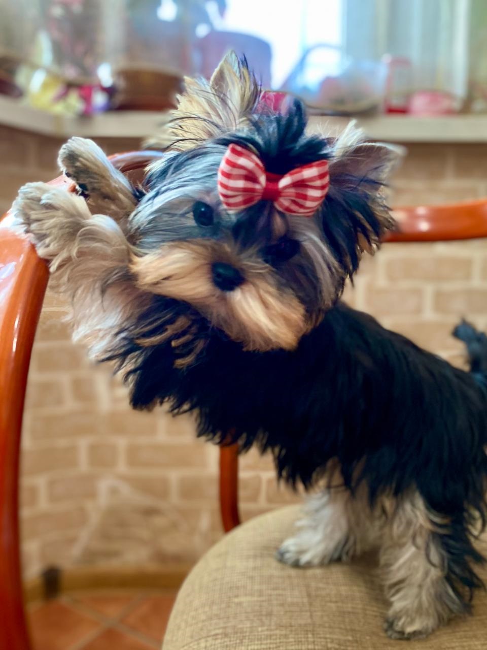 щенки Йоркширского терьера