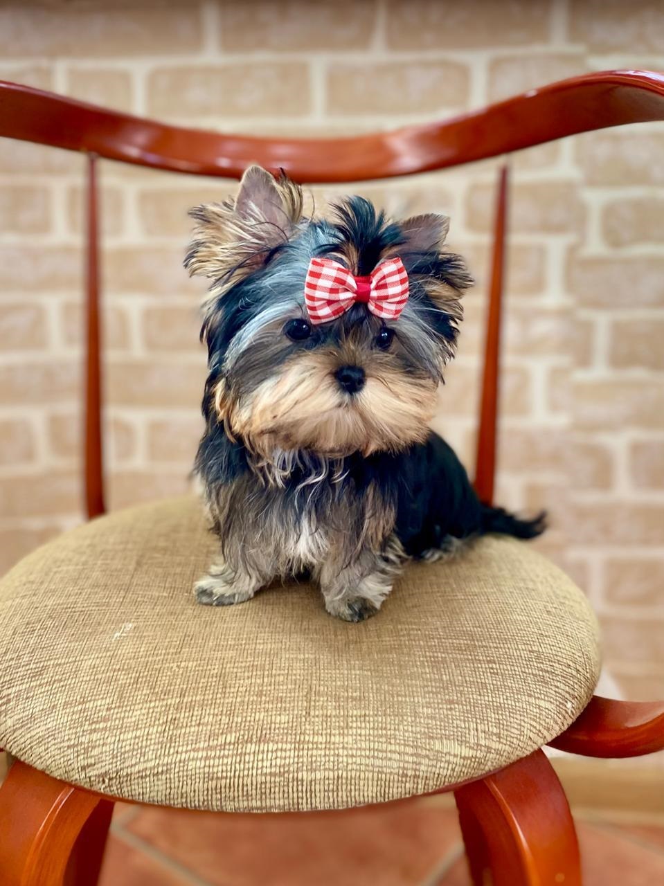 щенки Йоркширского терьера