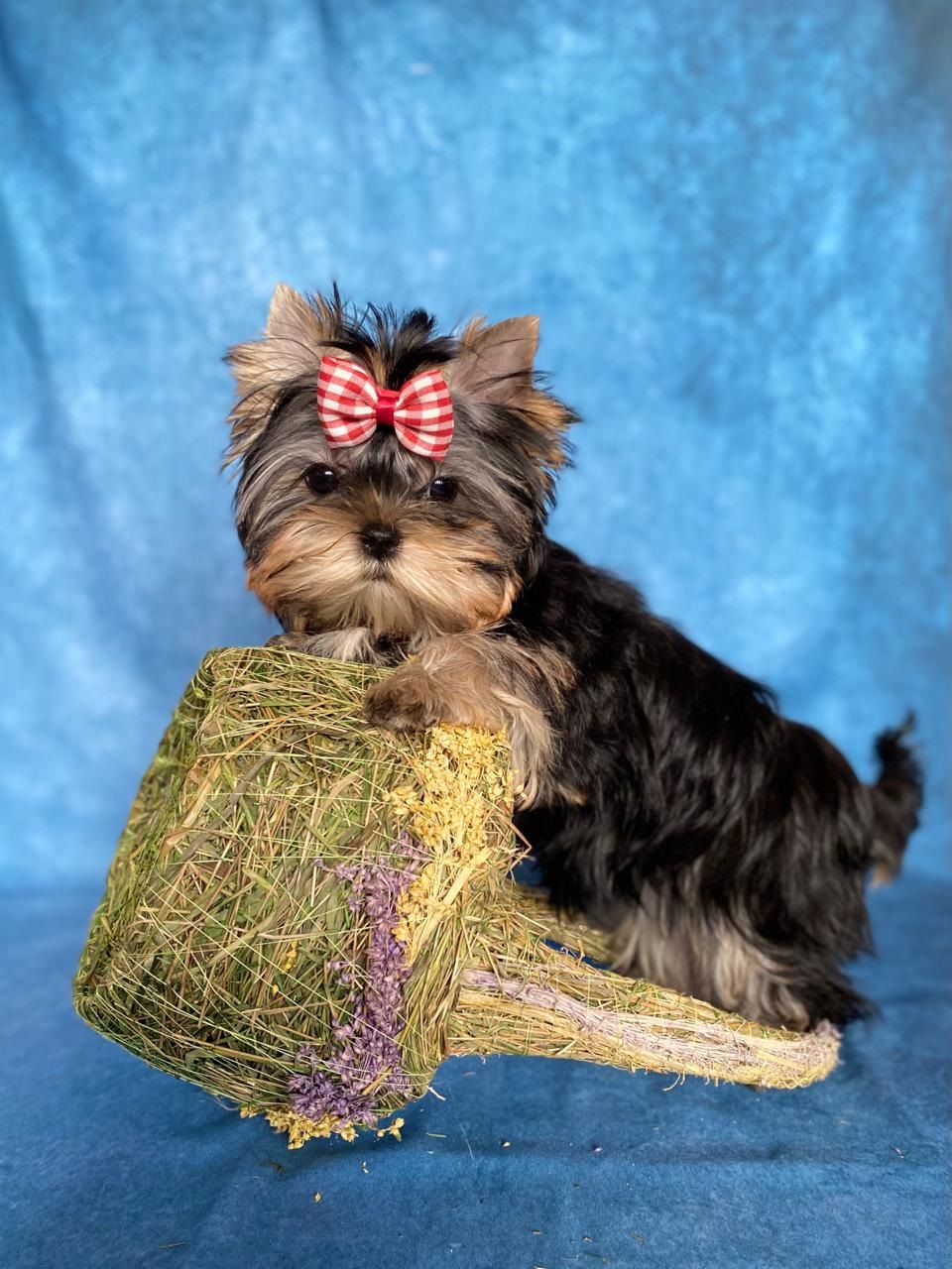 купить щенка Йоркширского терьера