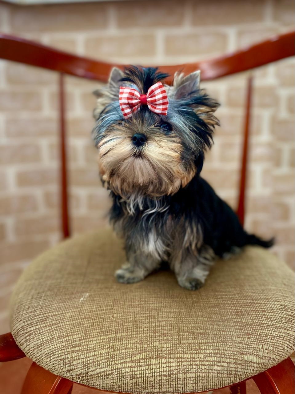 купить щенка Йоркширского терьера