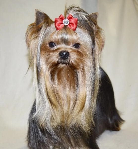 щенок мальчик Йоркширский терьер