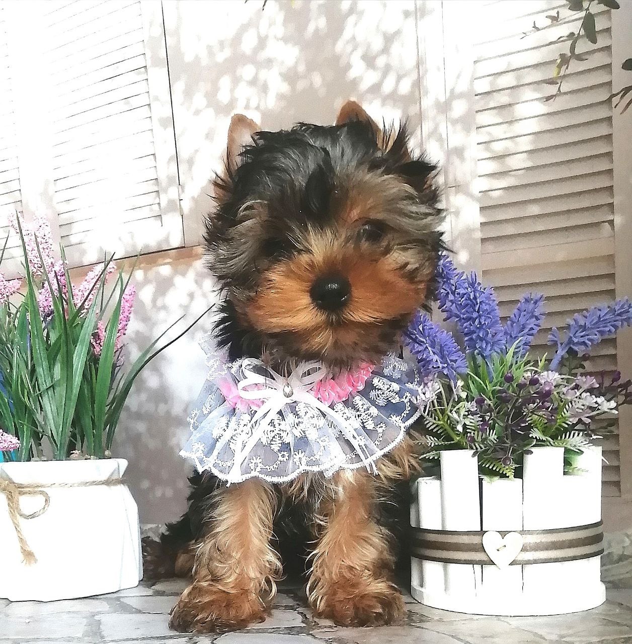 купить щенка Йоркширского терьера